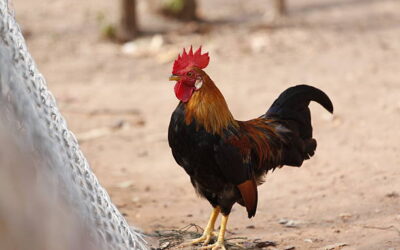 ไก่ป่าก๋อย100 ลําพูน การแนะนำความเก่งของไก่ชนป่าก๋อย ราคาที่คุ้มค่าและสถานที่เดิมพันไก่ชนออนไลน์